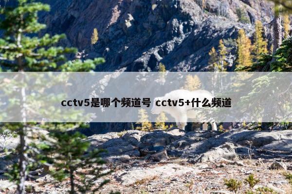 cctv5是哪个频道号 cctv5+什么频道